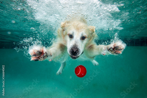 Golden retriever chasing red ball while swimming underwater in swimming pool