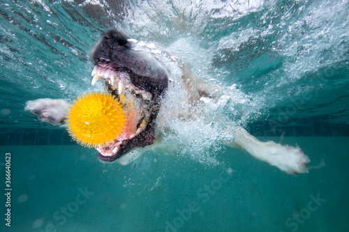 Golden retriever dog chasing toy while swimming underwater in swimming pool
