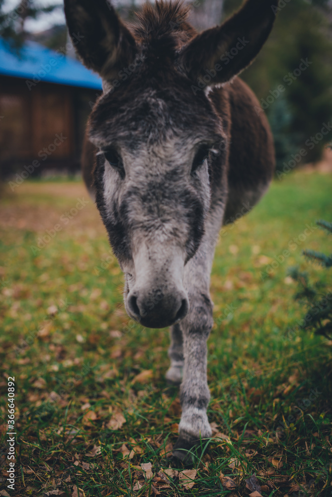 Fototapeta premium portrait of a donkey donkey in a autumn forest