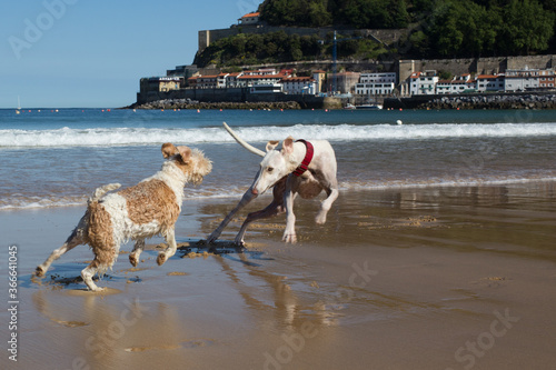 dogs on the beach photo