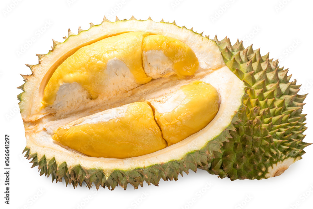 Fototapeta premium A fresh durian (Puangmanee Durian) is the king of fruits on white background,durian fruit with delicious golden yellow soft flesh,durian isolated on white background