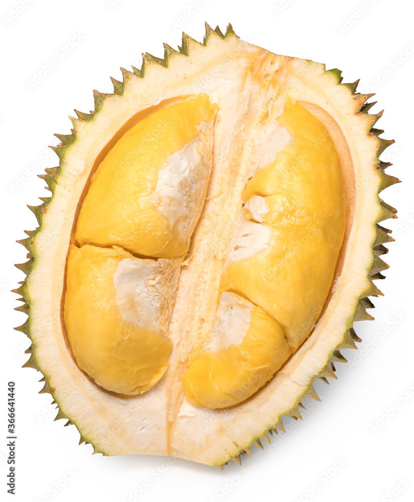 A fresh durian (Puangmanee Durian) is the king of fruits on white background,durian fruit with delicious golden yellow soft flesh,durian isolated on white background A fresh durian (Puangmanee Durian) is the king of fruits on white background,durian fruit with delicious golden yellow soft flesh,durian isolated on white background