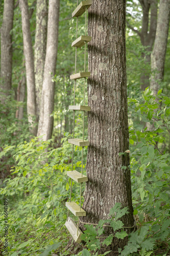A rope ladder up a tree