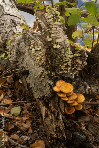 Wild mushroom in autumn moist forest