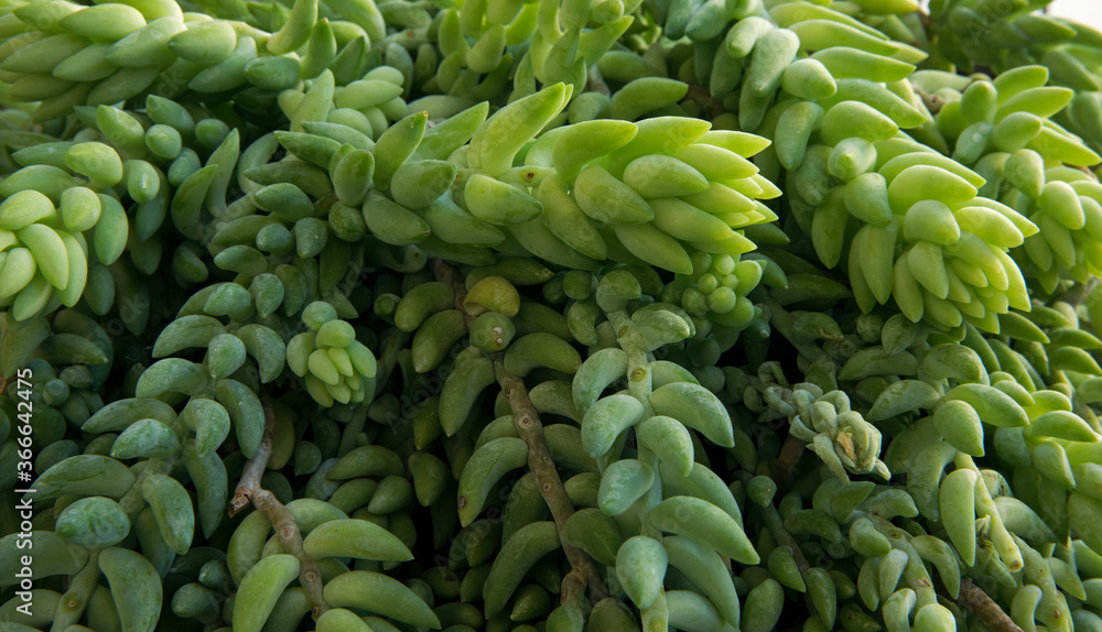 Natural texture. Succulent plants. Closeup of a Sedum morganianum, also known as Donkey's tail, vibrant green leaves. Natural texture. Succulent plants. Closeup of a Sedum morganianum, also known as Donkey's tail, vibrant green leaves.