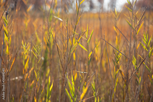 grass field at marsh land