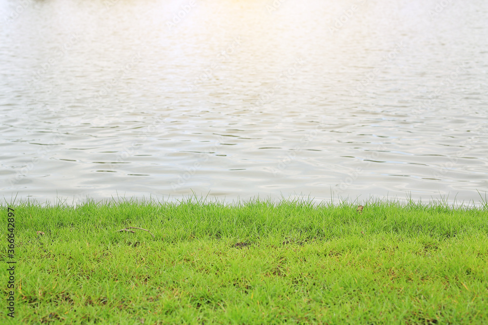 Green grass near pond on the background of water. Green grass near pond on the background of water.