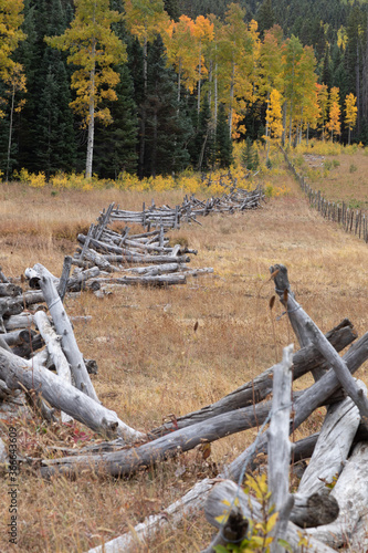 fence in autumn near glenwood springs, Colorado. yellow and orange aspen leaves