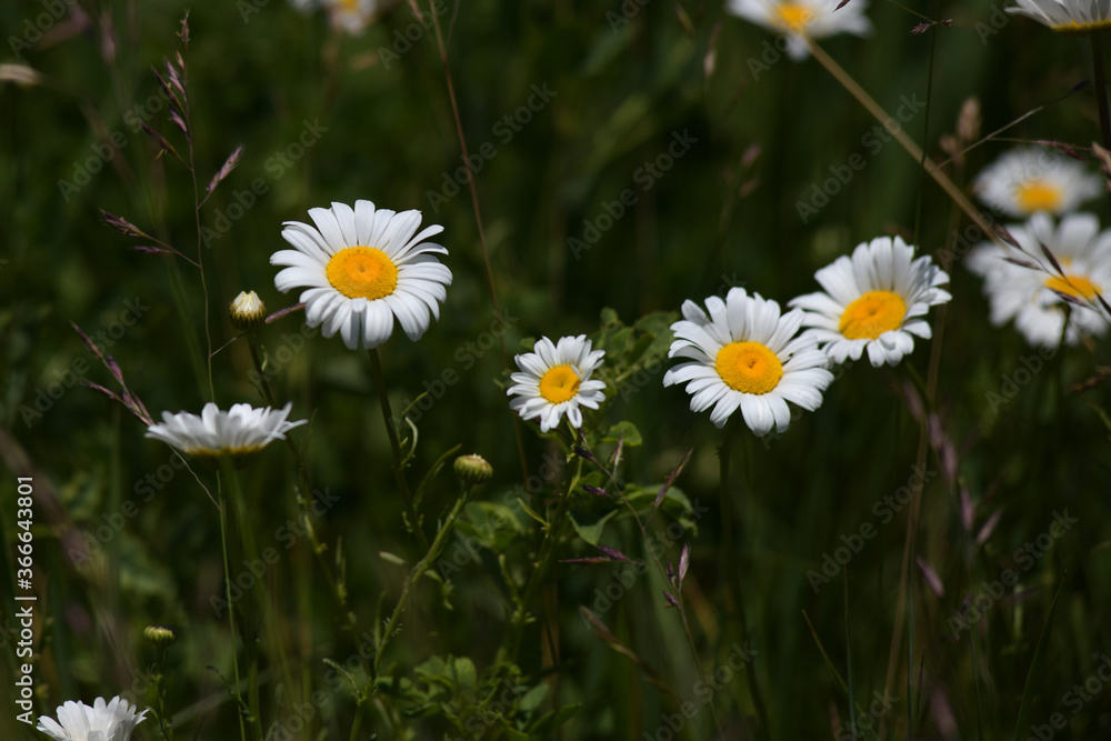 Daisies Daisies