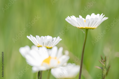 Daisies