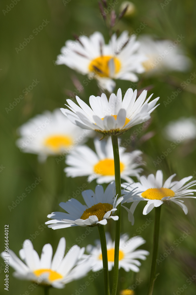 Fototapeta premium Daisies