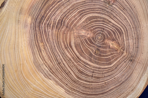 The image of the cut tree. Acacia.