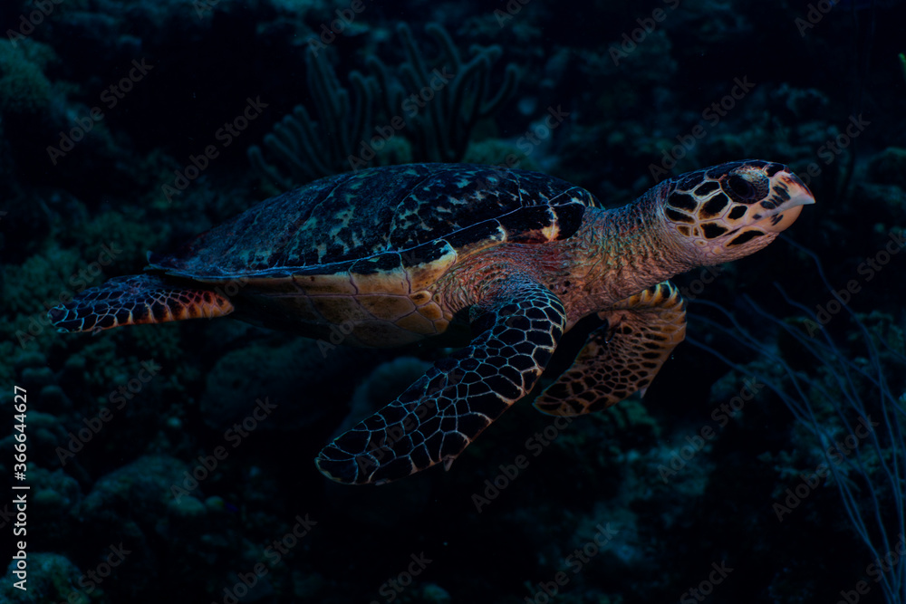 Naklejka premium Hawksbill Sea Turtle