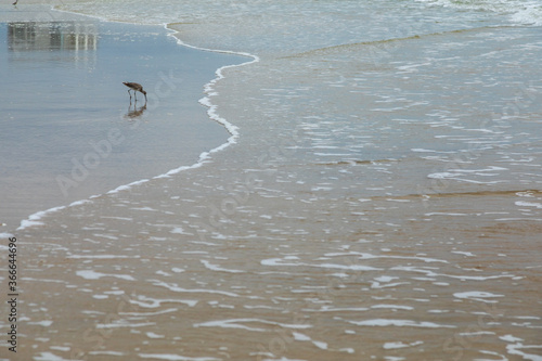 a single bird along the shoreline on a North Carolina beach