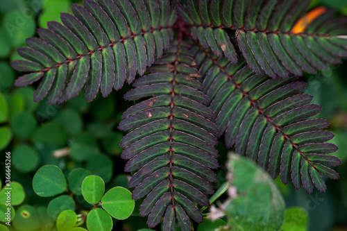 Fern leaf in the forest