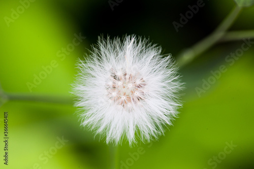 Beautiful dandelion flower 