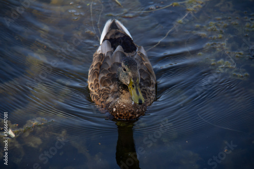 Wildlife - Kade Davies photo