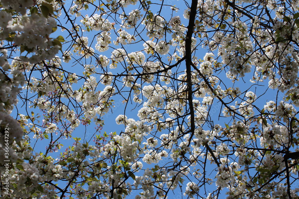 Beautiful Japanese White Cherry blossoms at Kyoto, Japan Beautiful Japanese White Cherry blossoms at Kyoto, Japan