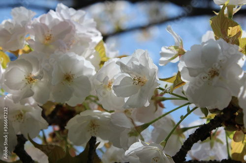 Beautiful Japanese White Cherry blossoms at Kyoto, Japan