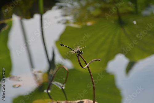 Wallpaper Mural 蓮の枯れ茎にとまったタイワンウチワヤンマ Torontodigital.ca