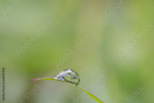 green caterpillar on a leaf © BUDDEE