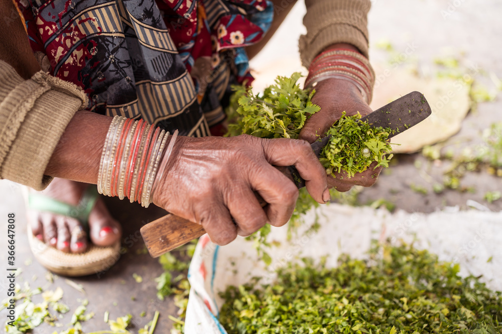 hand of Indian older woman with spots on the skin due to leprosy using knife to chop coriander