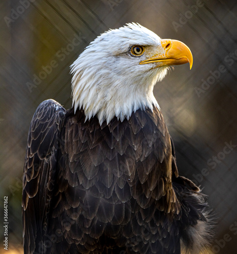 Eagle  bald  bird   majestic  animal  