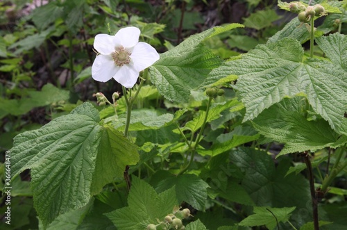 Thimbleberry (Rubus parviflorus) white wildflower in Beartooth Mountains, Montana