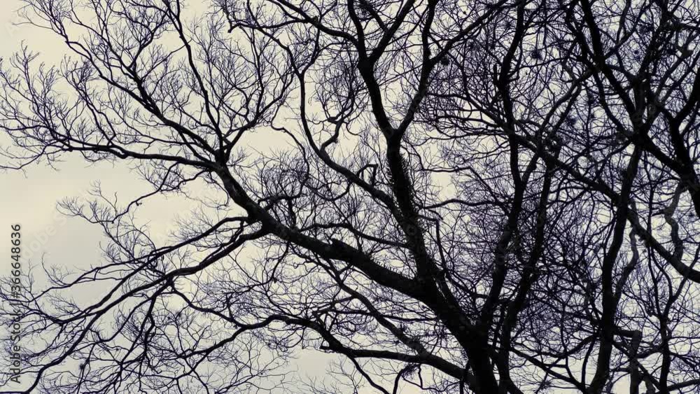 Bird perched in a tree top with a gray sky as background Bird perched in a tree top with a gray sky as background