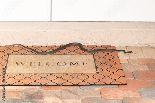 Southern black racer snake on welcome mat