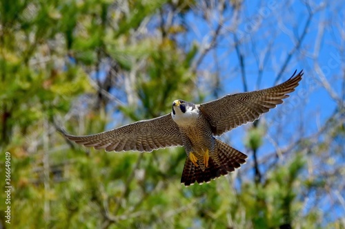 グリーンバックに悠然と飛ぶハヤブサ成鳥