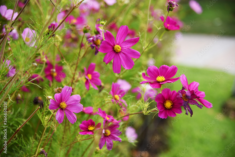 flowers in the square fuchsia pink colors flowers in the square fuchsia pink colors
