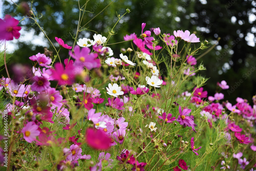flowers in the square pink colors flowers in the square pink colors