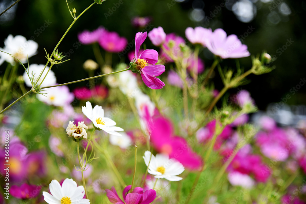 Obraz premium flowers in the square fuchsia pink colors