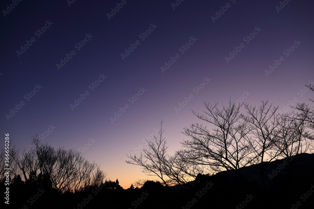 夕暮れ時のマジックアワー 木のシルエット 影絵風の風景