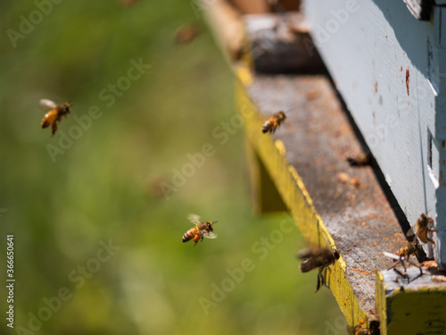 bees on the hive © Kyle Bell
