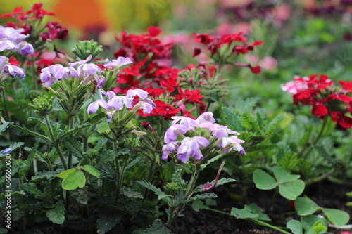 Wallpaper Mural mariposario  Torontodigital.ca