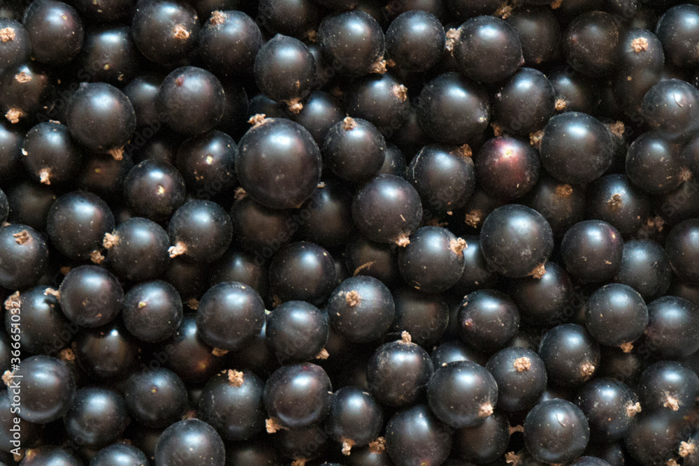 Black currant ripe berries close - up view Black currant ripe berries close - up view