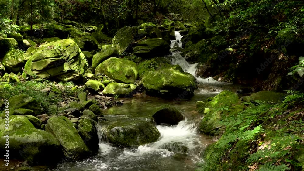 長崎県諫早市 初夏の富川渓谷(万年の森) マイナスイオンとグリーンシャワーによる癒しの風景 長崎県諫早市 初夏の富川渓谷(万年の森) マイナスイオンとグリーンシャワーによる癒しの風景