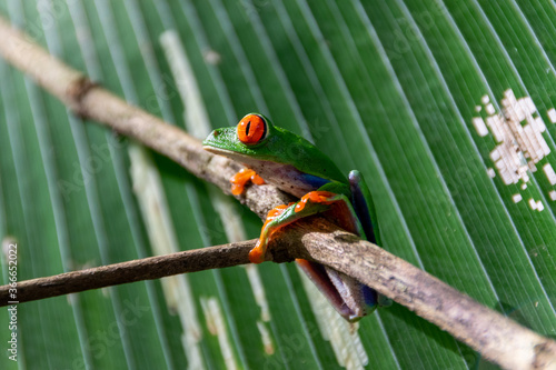 red-eyed treefrog in Costa Rica. Agalychnis callidryas photo