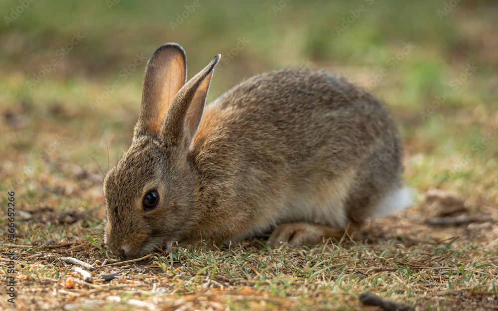 Obraz premium Young Cotton tailed rabbit eating