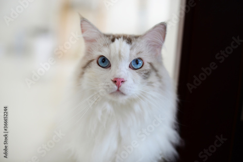 Beautiful Ragdoll cat look at camera, blue eye long hair cute cat  © 甜 黄