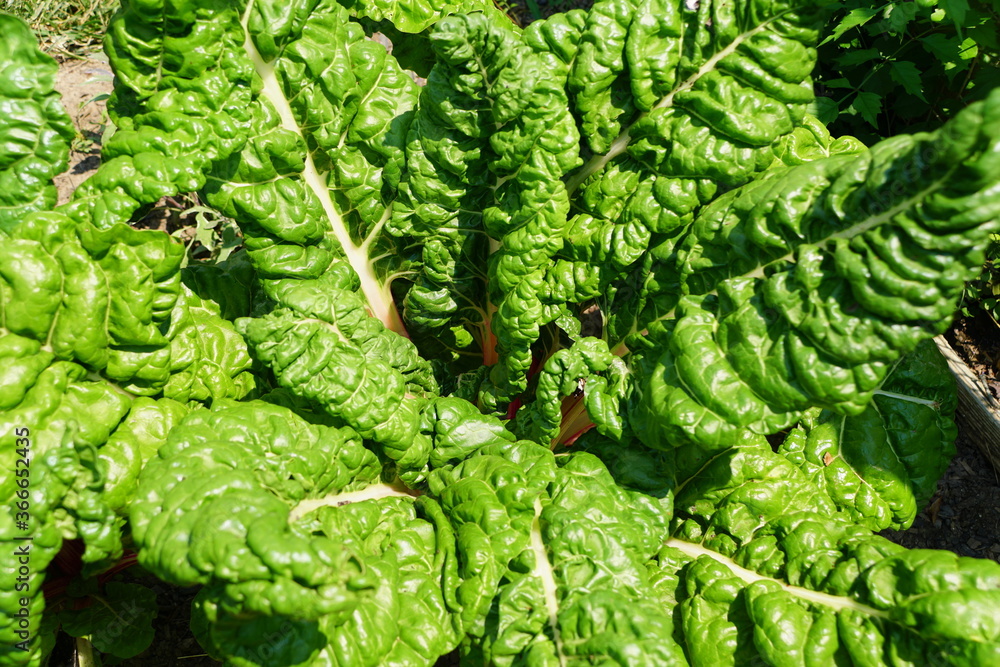 Fresh green color of Swiss Chard 'Peppermint' Fresh green color of Swiss Chard 'Peppermint'