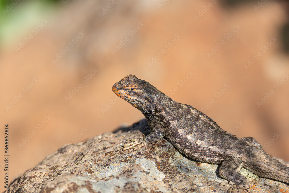 Fototapeta premium Eastern fence lizard sunning on rock 