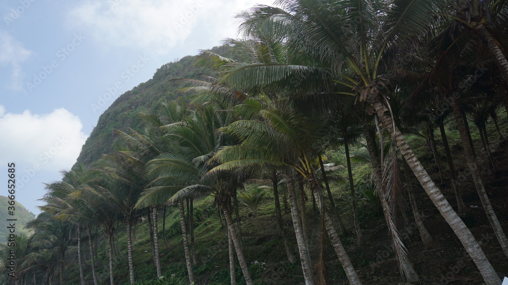 Naklejka premium Coconut trees plantations are very shady and beautiful and grow on high hills. Suitable for people looking for photos of trees and hills.