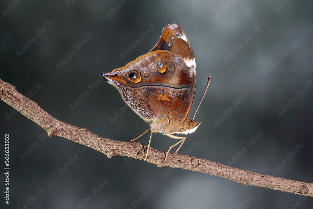 Autumn Leaf Butterfly (Doleschallia bisaltide) Autumn Leaf Butterfly (Doleschallia bisaltide)