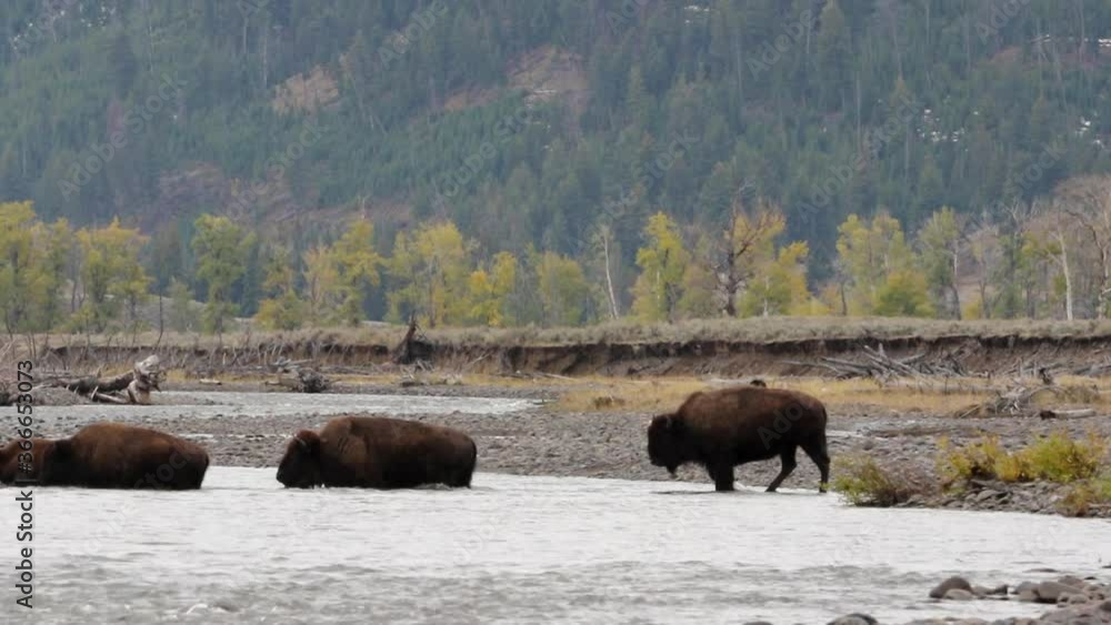 Sensational scenic view of bison, young and old, crossing river in Yellowstone national park, Idaho, static profile Sensational scenic view of bison, young and old, crossing river in Yellowstone national park, Idaho, static profile