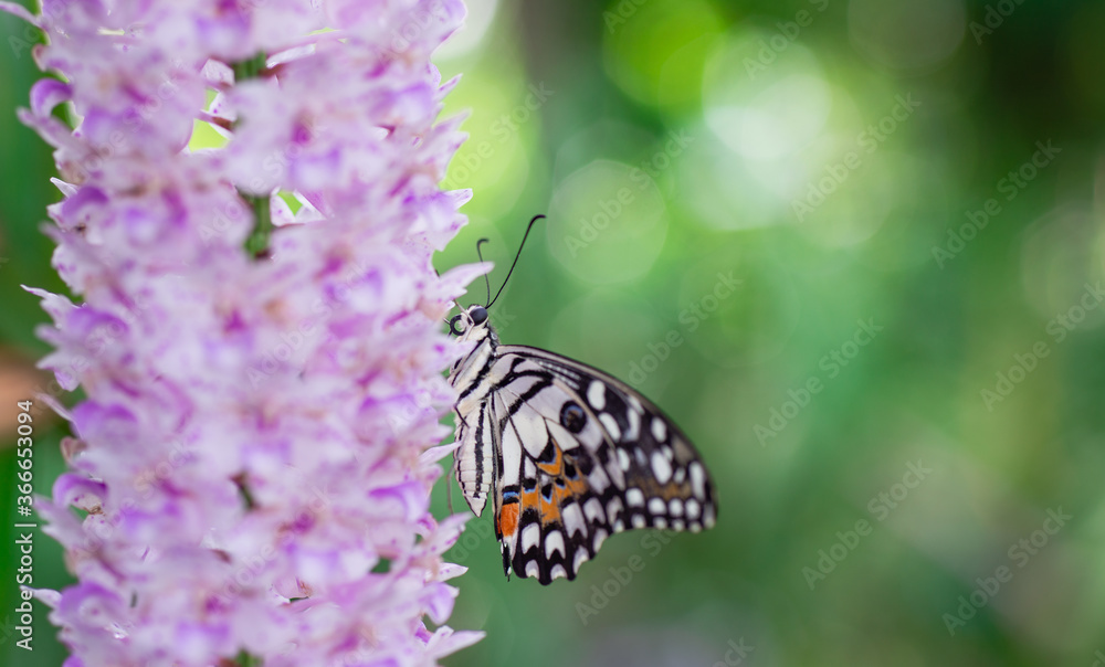 Obraz premium Piękne motyle na kwiatach w przyrodzie