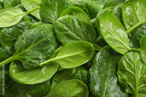 Young Spinach Leaves Texture