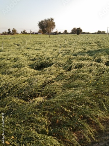 field of hay